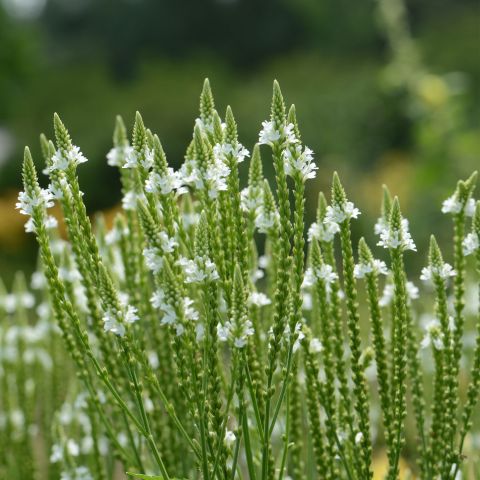 Verbena Hastata Alba Perennial Hero