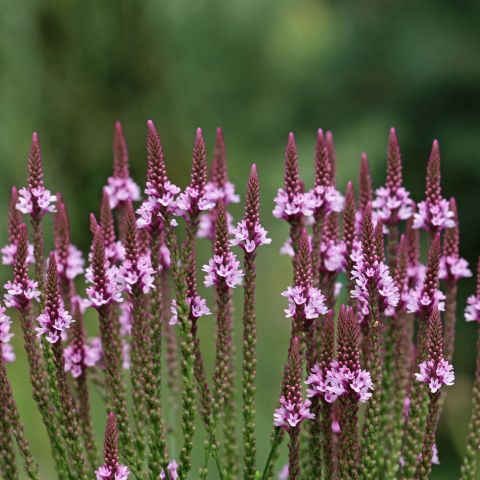 Verbena Hastata Rosea Perennial Hero