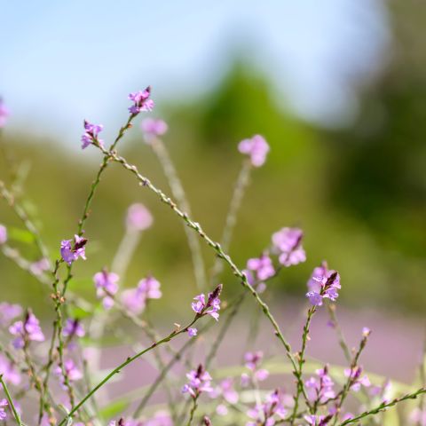 Verbena Officianalis Bampton Perennial Hero