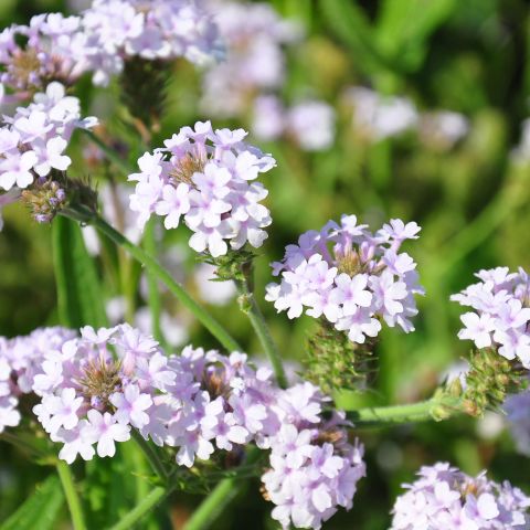 Verbena Rigida Polaris Shrubs Hero Shot