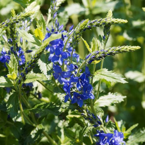 Veronica Austriaca Royal Blue Perennial Hero