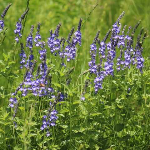 Veronica Austriaca Shirley Blue Perennial Hero