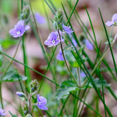 Veronica Chamaedrys Perennial Hero