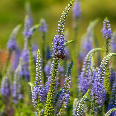 Veronica Longifolia Blauriesin Perennial Hero