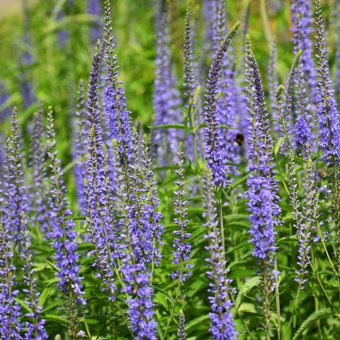 Veronica Longifolia Perennial Hero