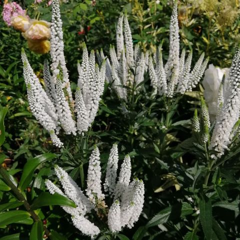 Veronica Longifolia Schneeriesin Perennial Hero