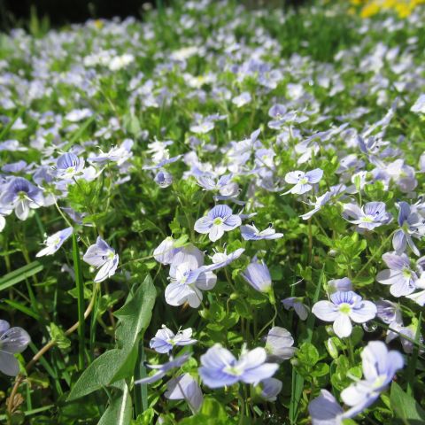 Veronica Madame Mercier Perennial Hero