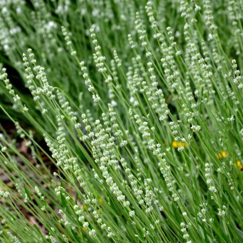 Veronica Spicata Alba Perennial Hero