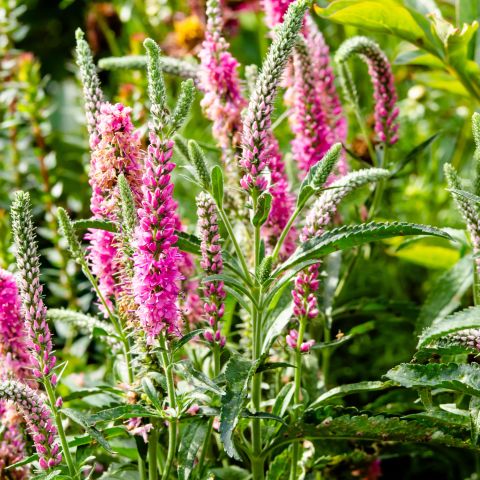 Veronica Spicata Anniversary Rose Perennial Hero