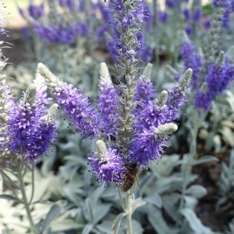 Veronica Spicata Incana Perennial Hero