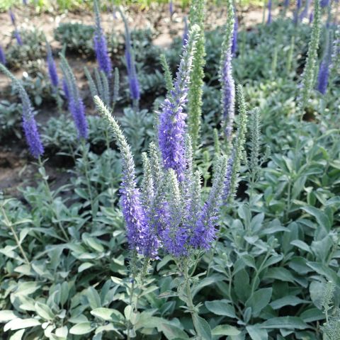 Veronica Spicata Silberteppich Perennial Hero
