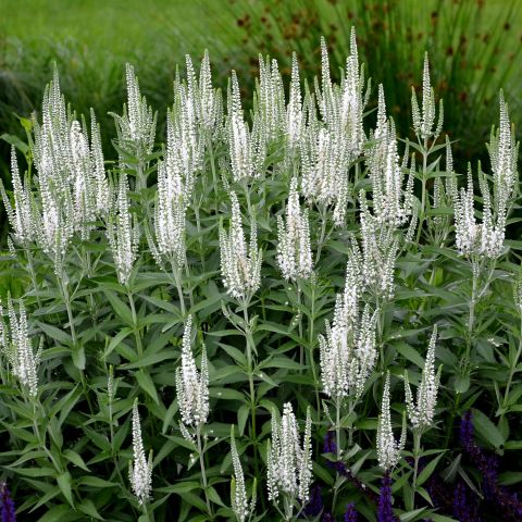 Veronica Spicata Snow Candles Perennial Hero