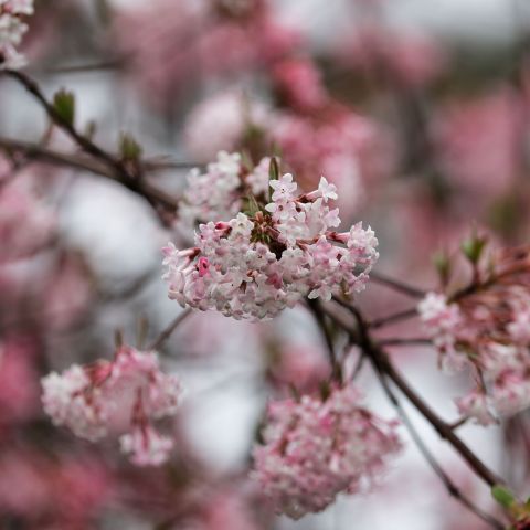 Viburnum Bodantese Dawn Shrub Branch