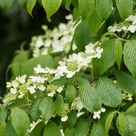 Viburnum Plicatum Mariesii Shrub Hero
