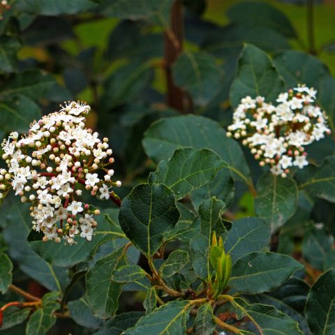 Viburnum Tinus Variegatum Shrub Hero
