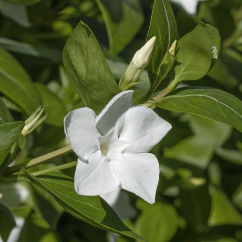 Vinca Minor Alba 2L Pot Shrub Flower Single
