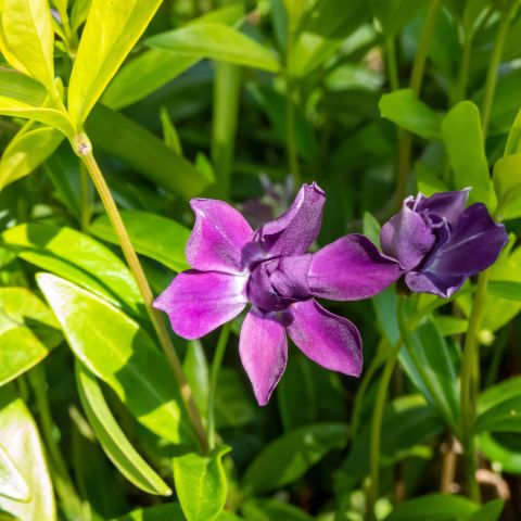 Vinca Minor Atropuperea Perennial Hero