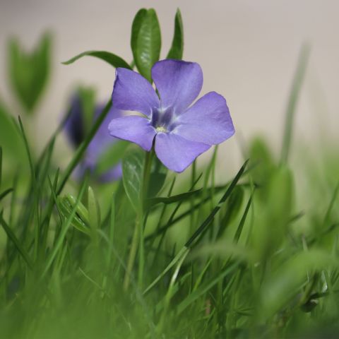 Vinca Minor Perennial Close