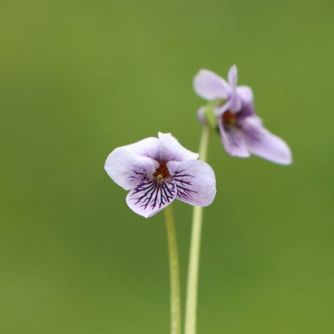 Viola Palustris Shrub Hero Single