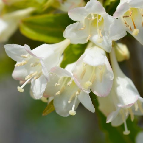 Weigela florida 'Snowflake' - 7.5L Pot hero