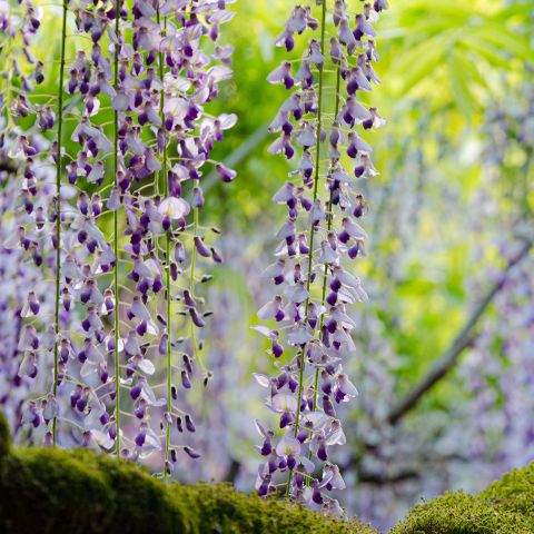 Wisteria Floribunda Lavender Falls Climbers Hero