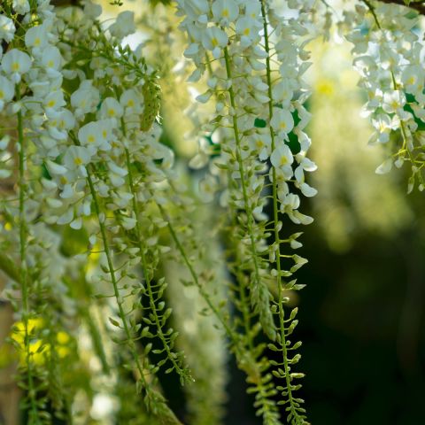 Wisteria floribunda longissma alba