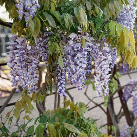 Wisteria Floribunda Macrobotrys Lifestyle