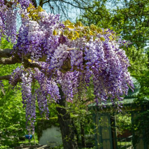 Wisteria Floribunda Rosea Hero