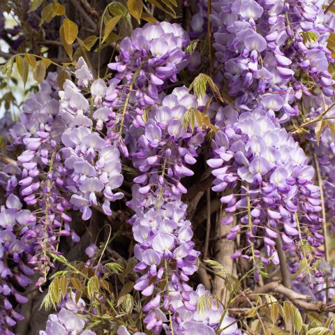 Wisteria Sinensis Prolific Group Hero