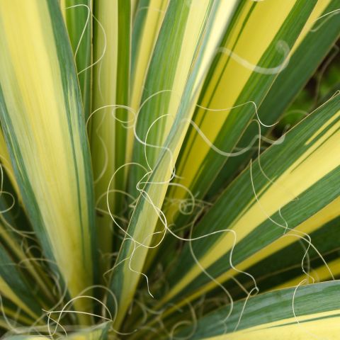 Yucca Filamentosa Color Guard Shrub Hero