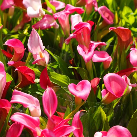 Zantedeschia Pink Perennial Hero