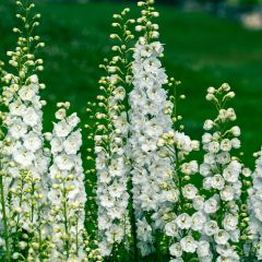 Delphinium 'Galahad' - 9cm Pot