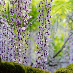 Wisteria floribunda 'Lavender fall' - 3L Pot