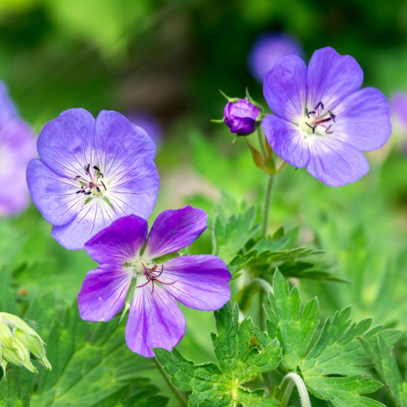 Geranium 'Femme Fatal'