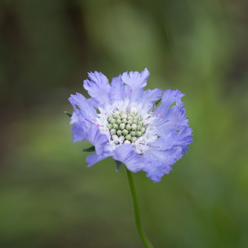 Scabiosa cauc. 'Perfecta'