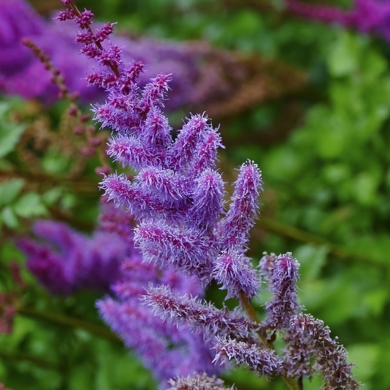 Astilbe chinensis 'Purpurkerze'