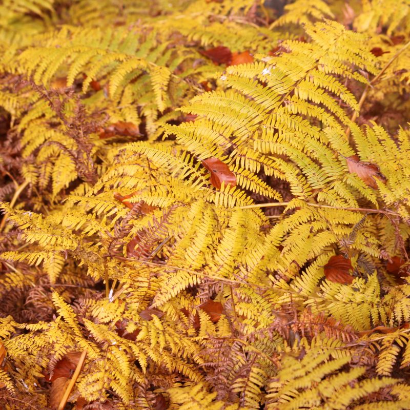 Dryopteris wal. 'Jurassic Gold' Fern Hero