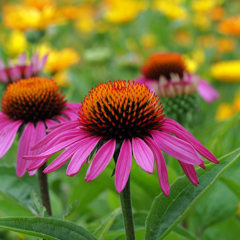 Echinacea purpurea 'J.S. Stiletto'