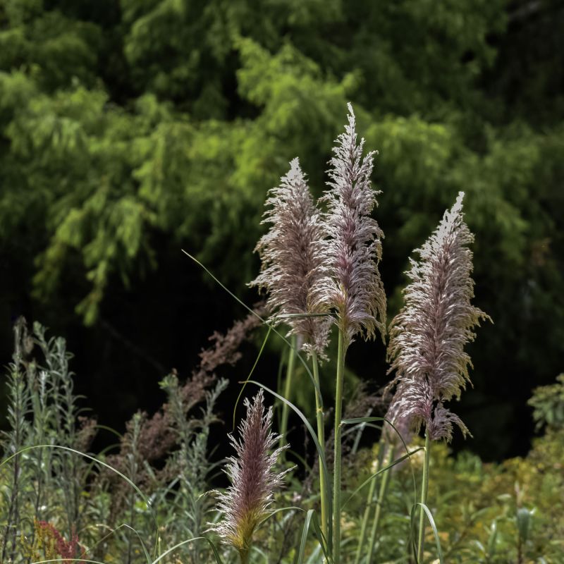 Cortaderia Pink Feather