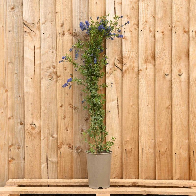 Ceanothus Italian Skies 3L Pot