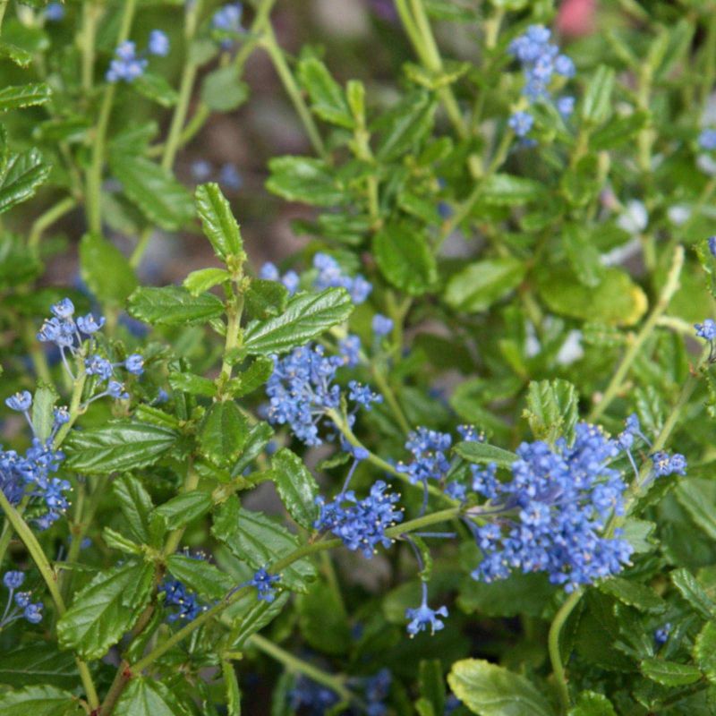 Ceanothus Italian Skies