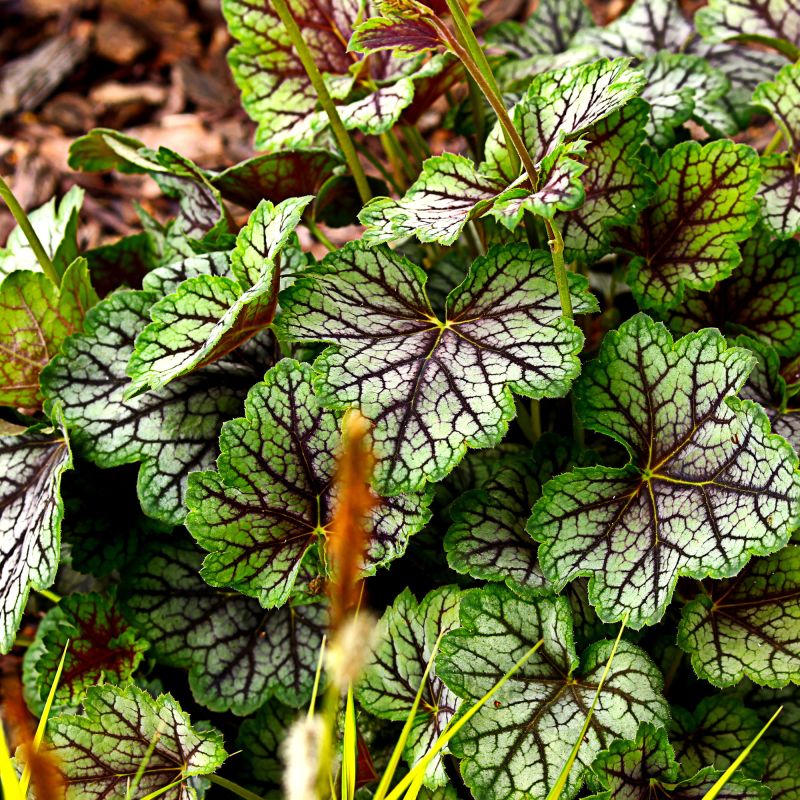 Heuchera Green Spice Perennial Hero Close