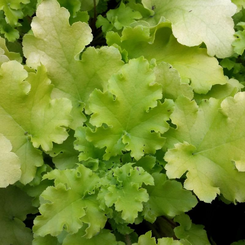 Heuchera Lime Hero Close