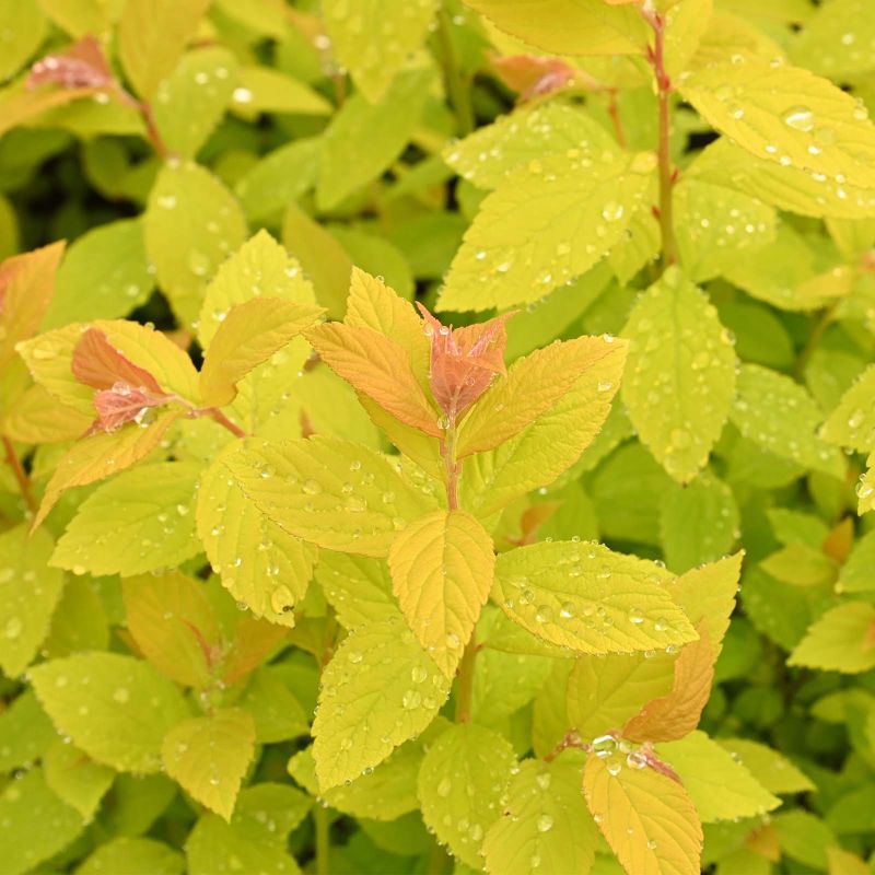 Spiraea Japonica 'Golden Princess' 3L Pot (1)