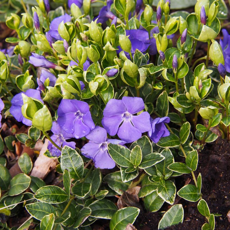 Vinca Minor Ralph Shugert Periwinkle Hero