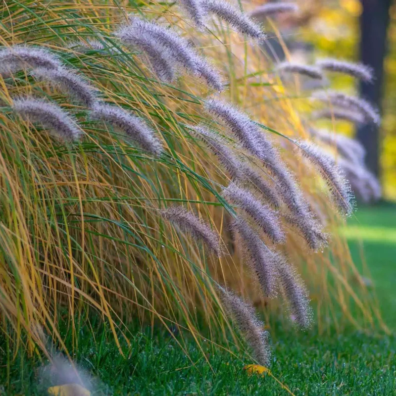 P Pennisetum Alopecuroides Hameln Grass 2