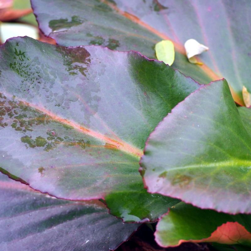 B E Bergenia Cordifolia Autumn Leaves 1
