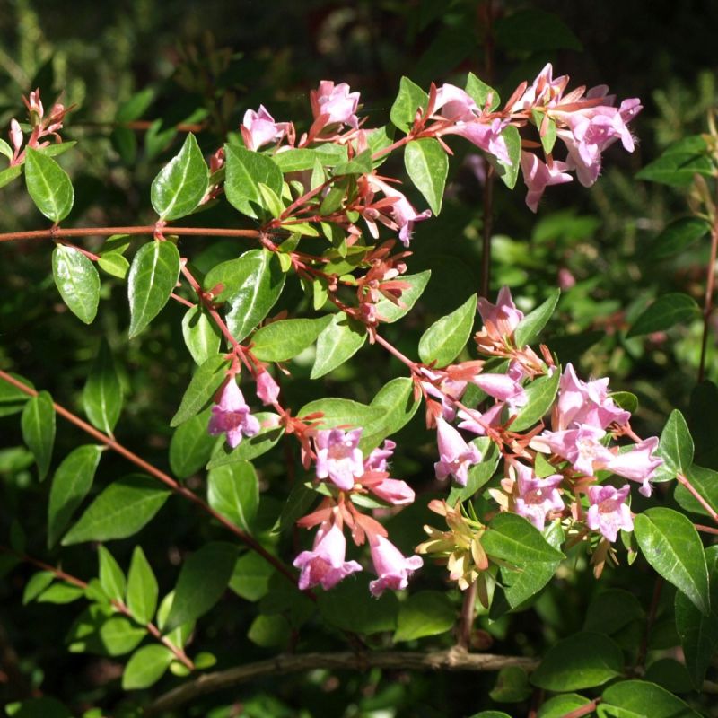 Abelia Grand Sherwood 3L Pot Close