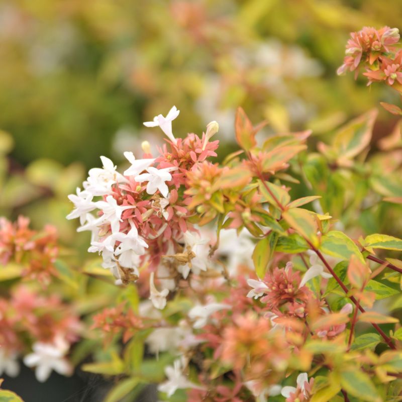 Abelia Kaleidoscope Shrub Close