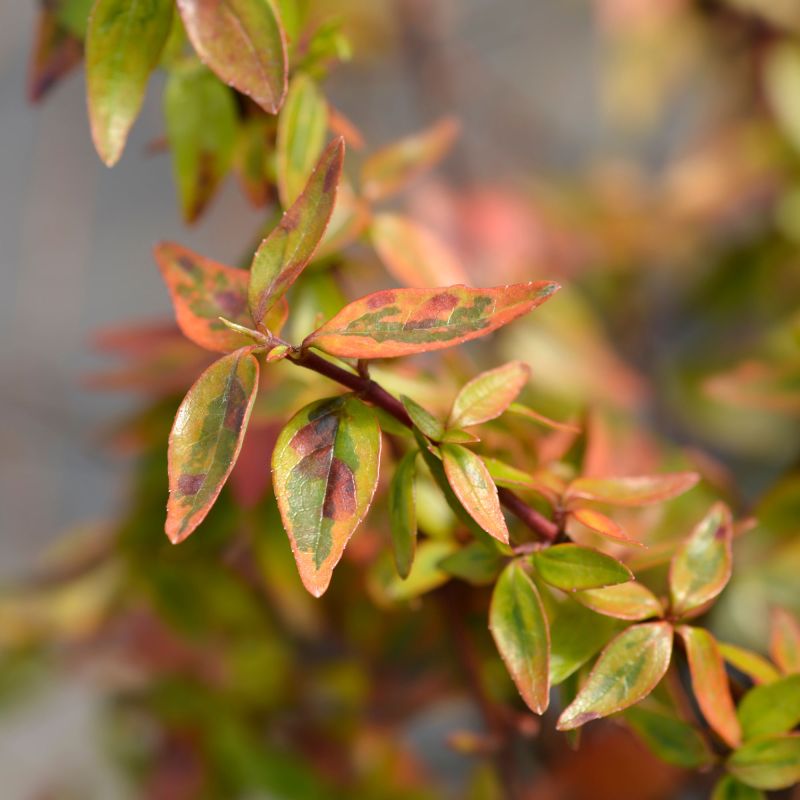 Abelia Kaleidoscope Shrub Standout